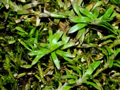 Heteranthera zosterifolia in Uruguay