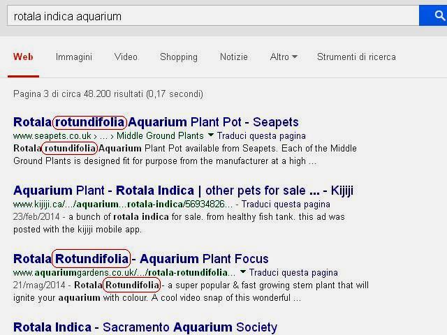 Rotala indica su Google