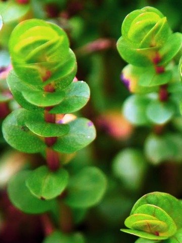 Rotala rotundifolia emersa