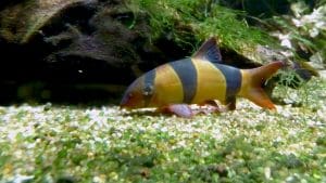 Chromobotia macracanthus (ex-Botia macracantha)