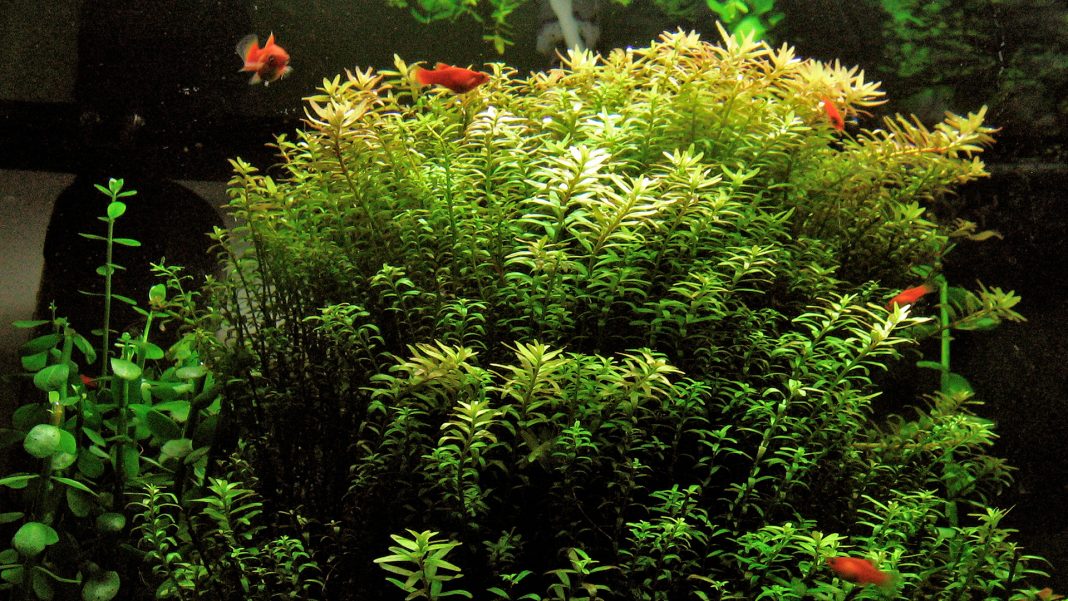 Rotala rotundifolia e Rotala indica
