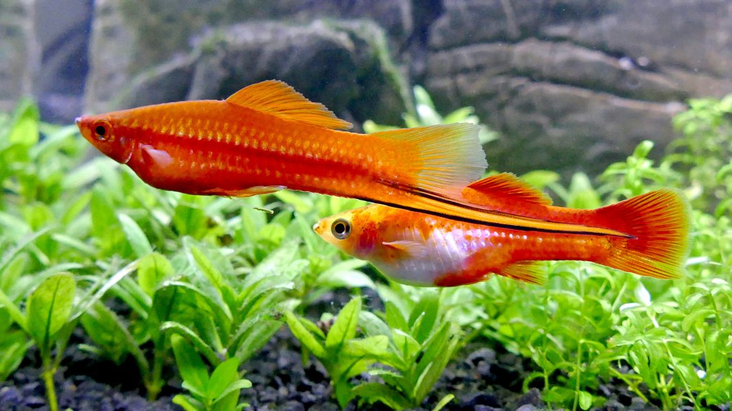 Allestimento acquario per Poecilidi