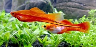 Allestimento acquario per Poecilidi