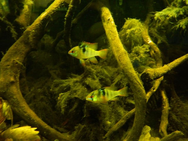 Coppia Mikrogeophagus ramirezi