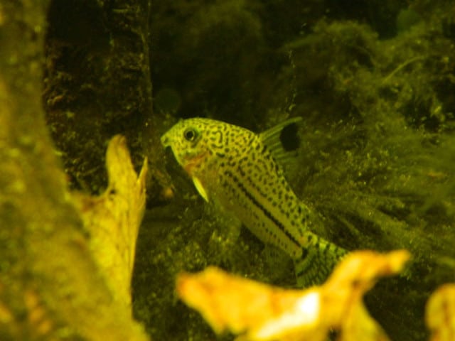 Corydoras julii