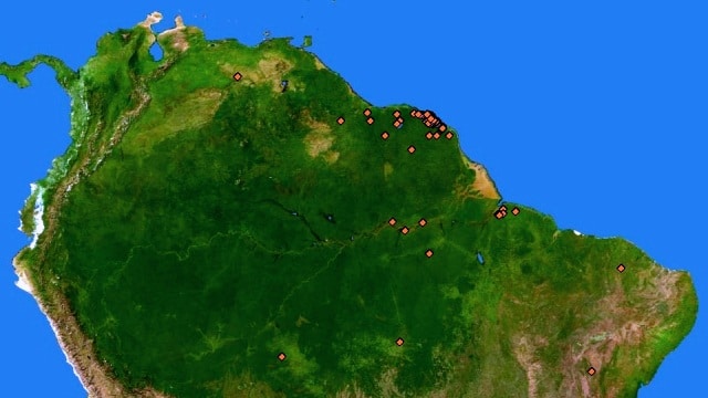 Diffusione del Nannostomus beckfordi