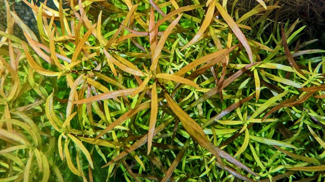 ludwigia-arcuata-copertina Ludwigia arcuata