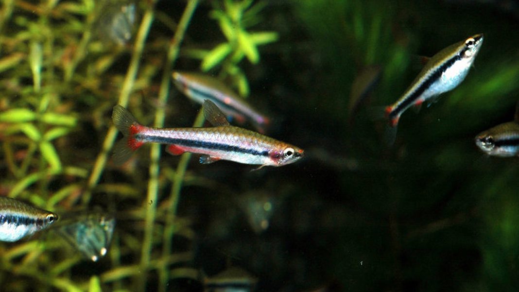 nannostomus-beckfordi-pesce-matita-copertina Nannostomus beckfordi: il pesce matita