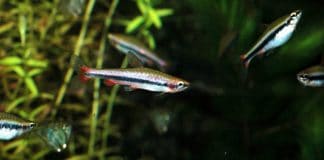 Nannostomus beckfordi: il pesce matita