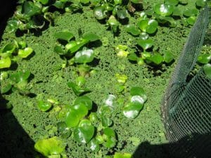 Eichhornia crassipes