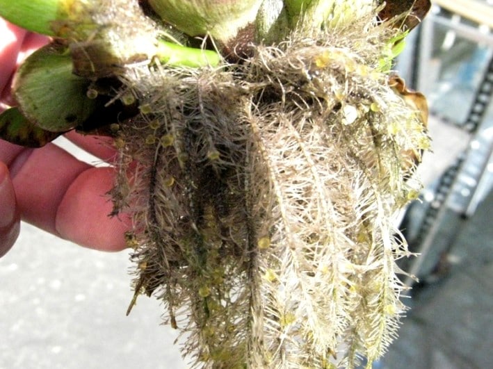 Uova di carassio su radici di Eichhornia crassipes