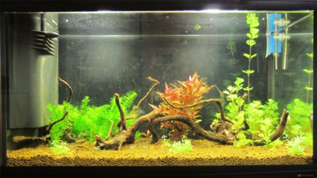 acquario-ferplast-cayman-80-copertina Acquario Ferplast Cayman 80