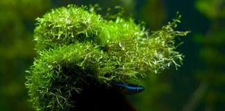 Piante epifite su legni e rocce