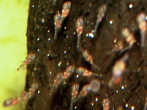 Avannotti di Apistogramma borellii dopo una settimana
