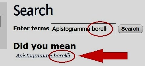 Correct name of Apistogramma borellii