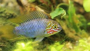Apistogramma borellii