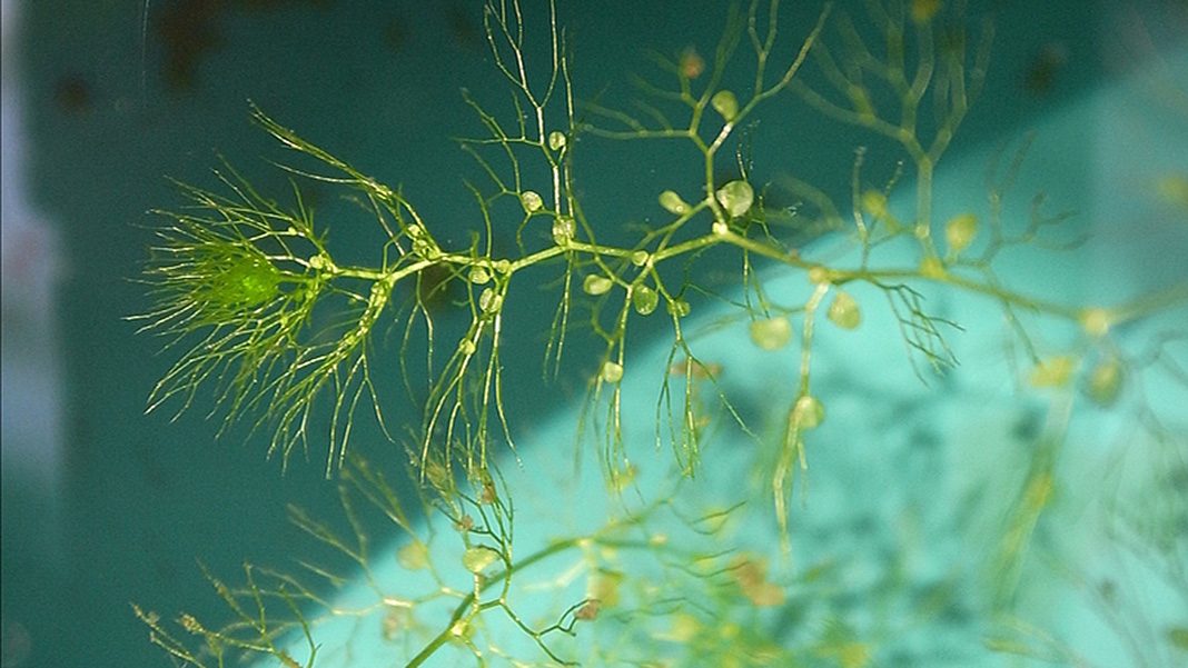 Carnivore in acquario (Utricularia e Aldrovanda)