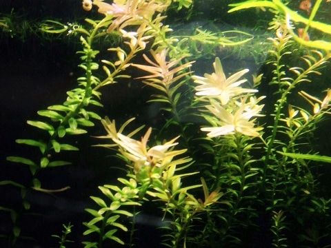 Rotala rotundifolia di Simo63
