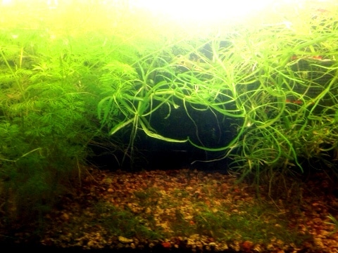 Acquario fertilizzato con PMDD di Simo63
