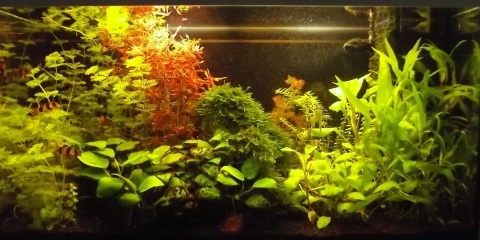 Acquario fertilizzato con PMDD di Gibogi