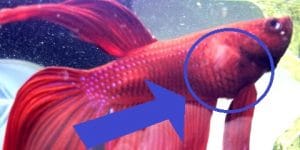 Pesce obeso