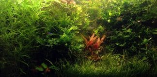 Acquario 110 litri di Cuttlebone fertilizzato con PMDD avanzato