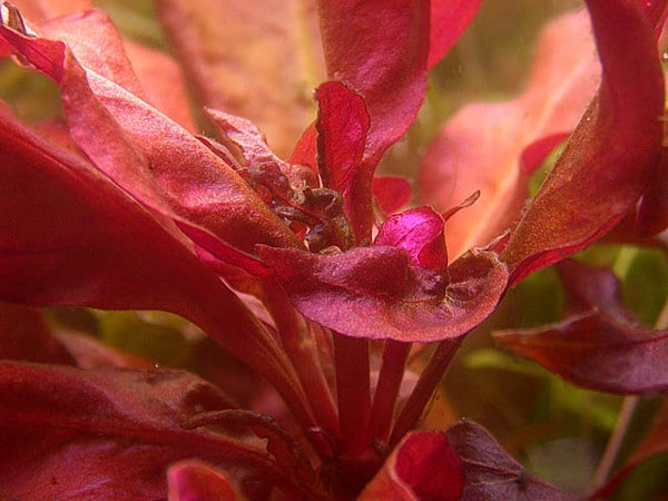Alternanthera in carenza di calcio