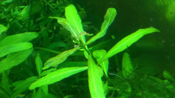 Hygrophila in carenza di calcio