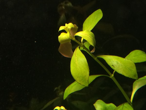 Ludwigia in carenza di calcio