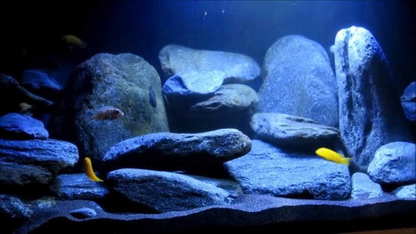 Acquario Malawi