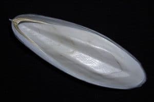 Osso di seppia