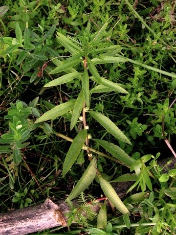 Proserpinaca palustris emersa