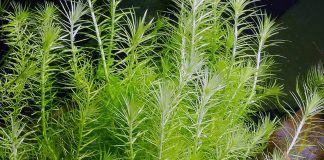 Mayaca fluviatilis