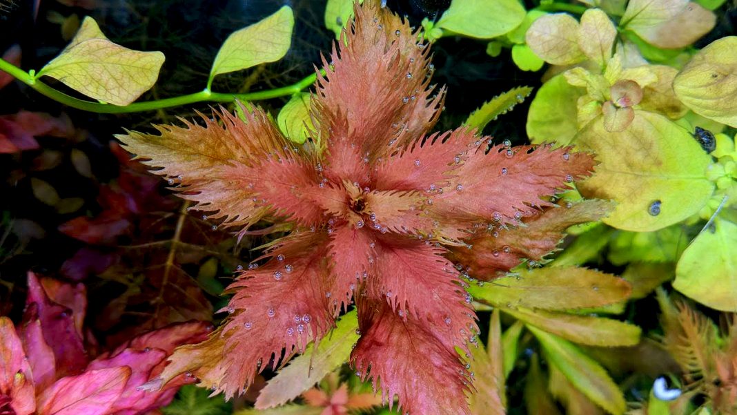 Proserpinaca palustris - Un po' di rosso in acquario