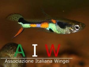 AIW - Associazione Italiana Wingei