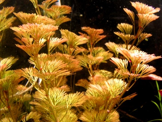 Cabomba furcata