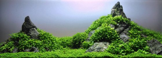 Staurogyne in acquario Iwagumi