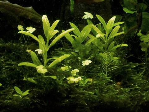 Staurogyne
