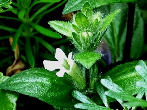 Staurogyne repens fiore