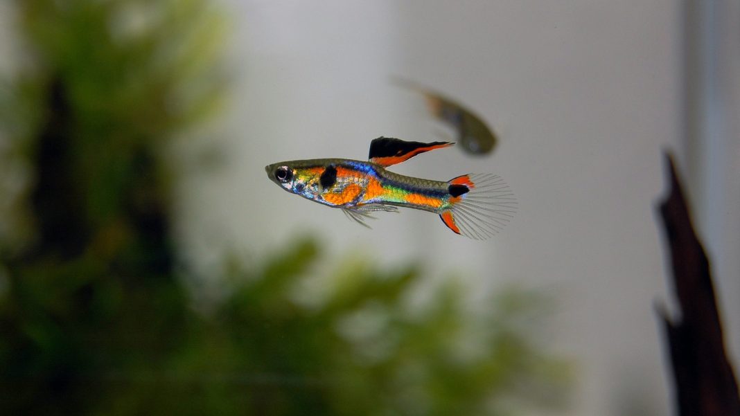 poecilia-wingei-ex-endler-origine-evoluzione-copertina Poecilia wingei (ex Endler) - Origine ed evoluzione