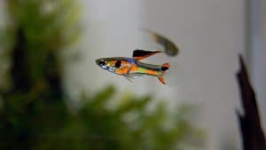 Poecilia wingei (ex Endler) - Origine ed evoluzione