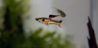 Poecilia wingei (ex Endler) - Origine ed evoluzione