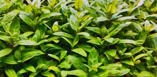 Staurogyne repens