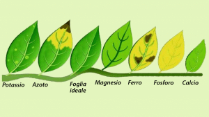Macro e micro-elementi per le piante d’acquario