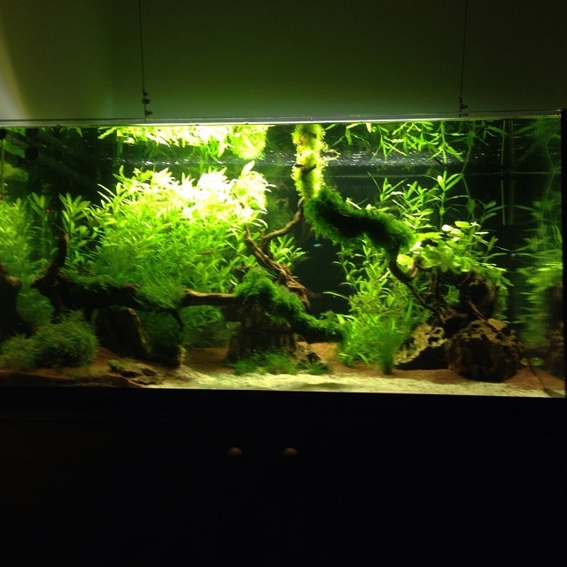 panoramica acquario