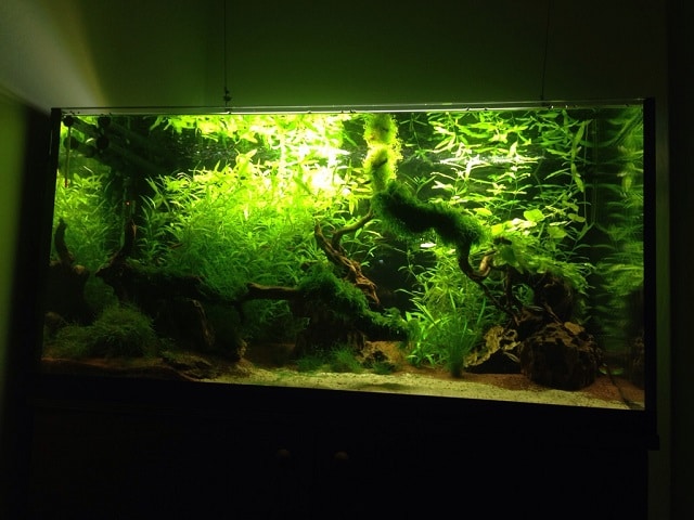 panoramica acquario