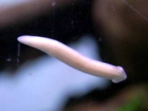 Planaria su vetro