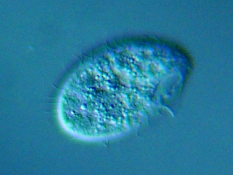 Tetrahymena pyriformis al microscopio