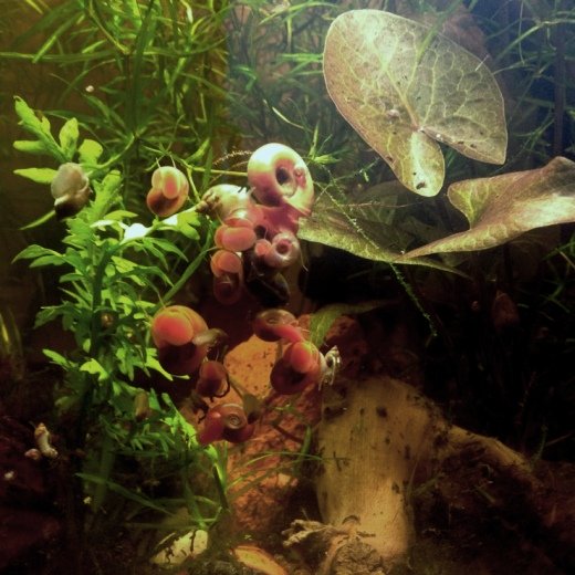 Lumache Planorbarius e Lymnaea