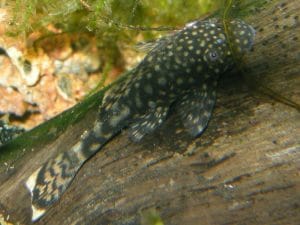Pesce da fondo